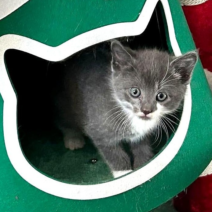 Chowder, Adoptable, Kitten Male Domestic Short Hair.