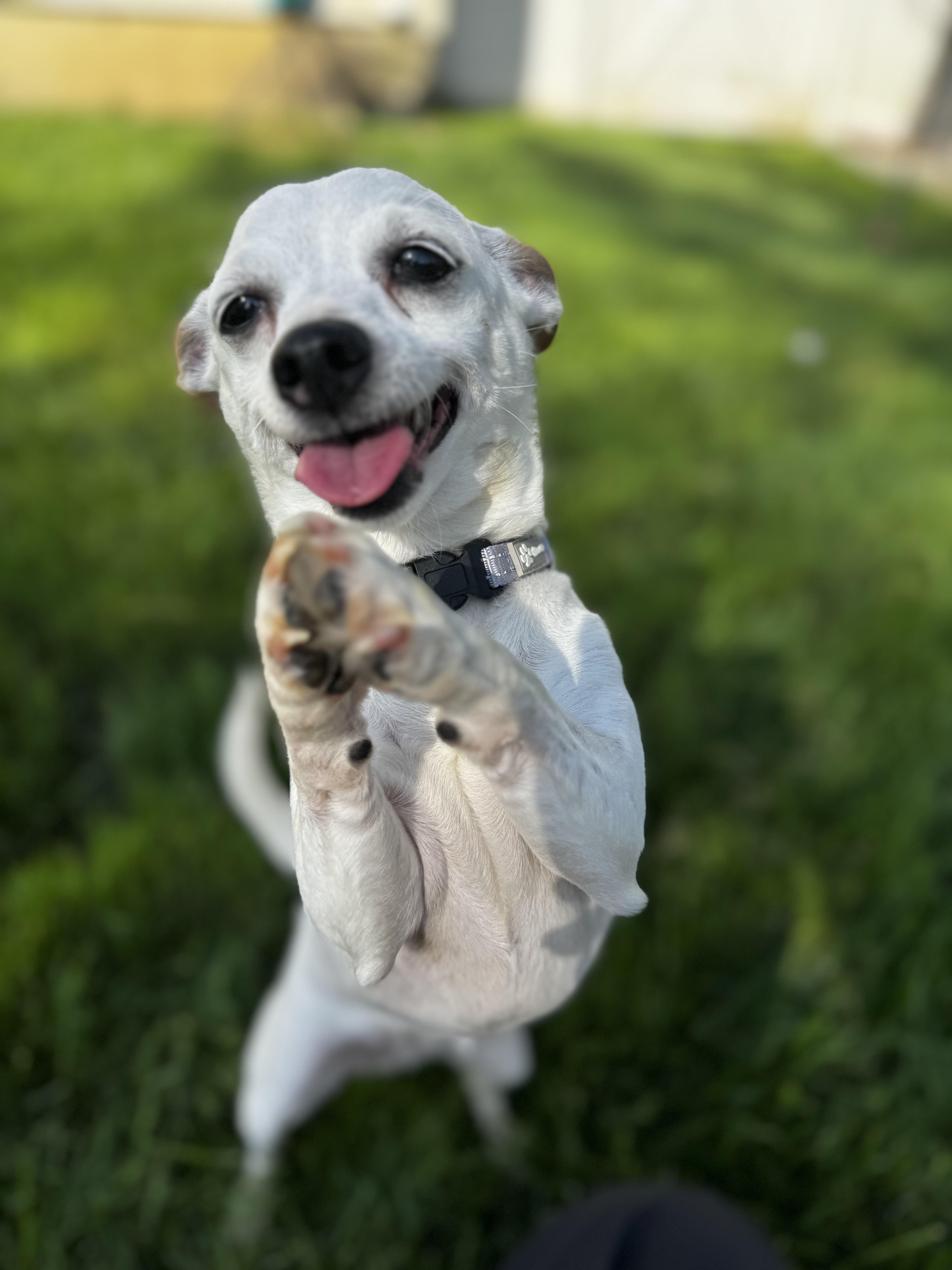 Tahitian Twilight thumbnail 4