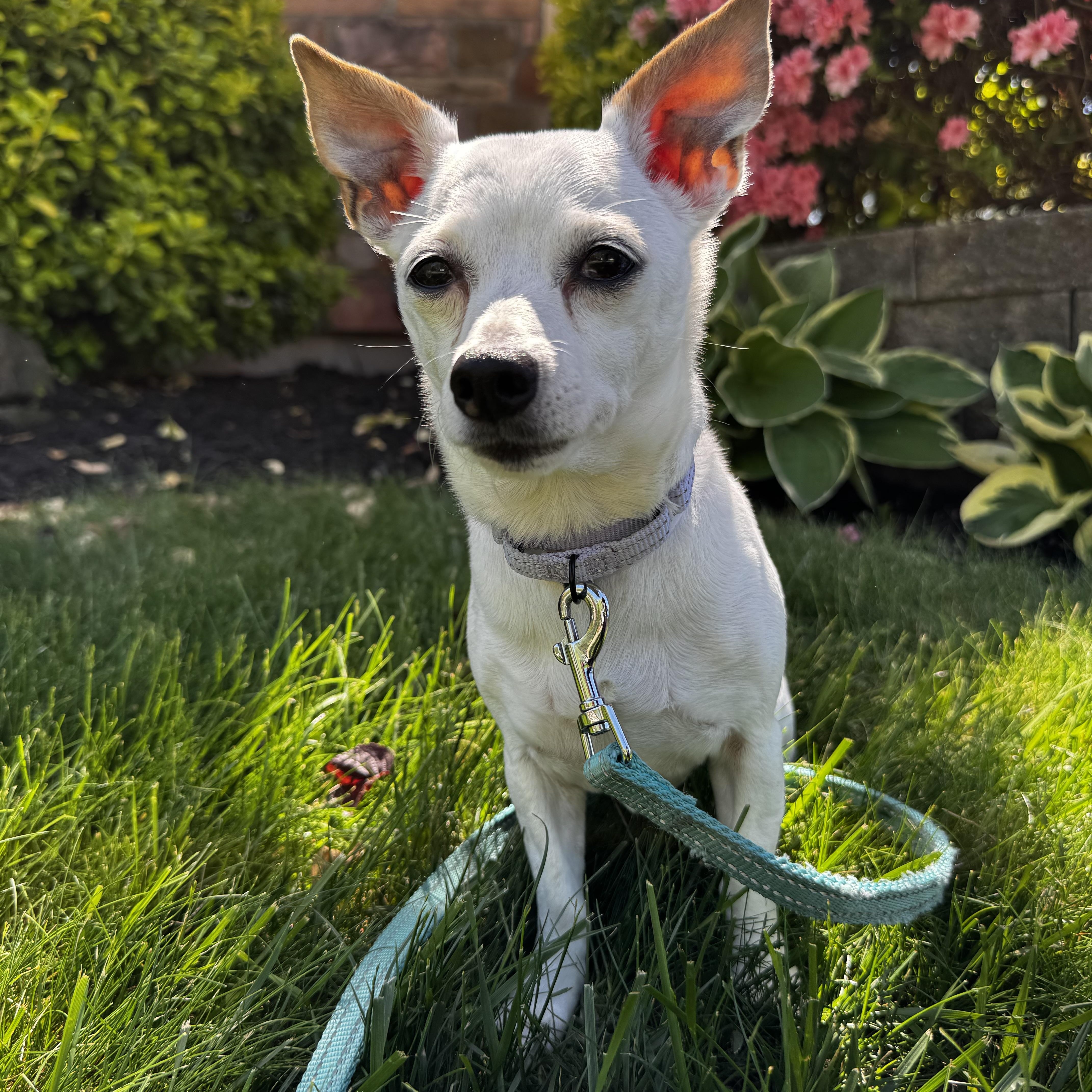 Tahitian Twilight thumbnail 5