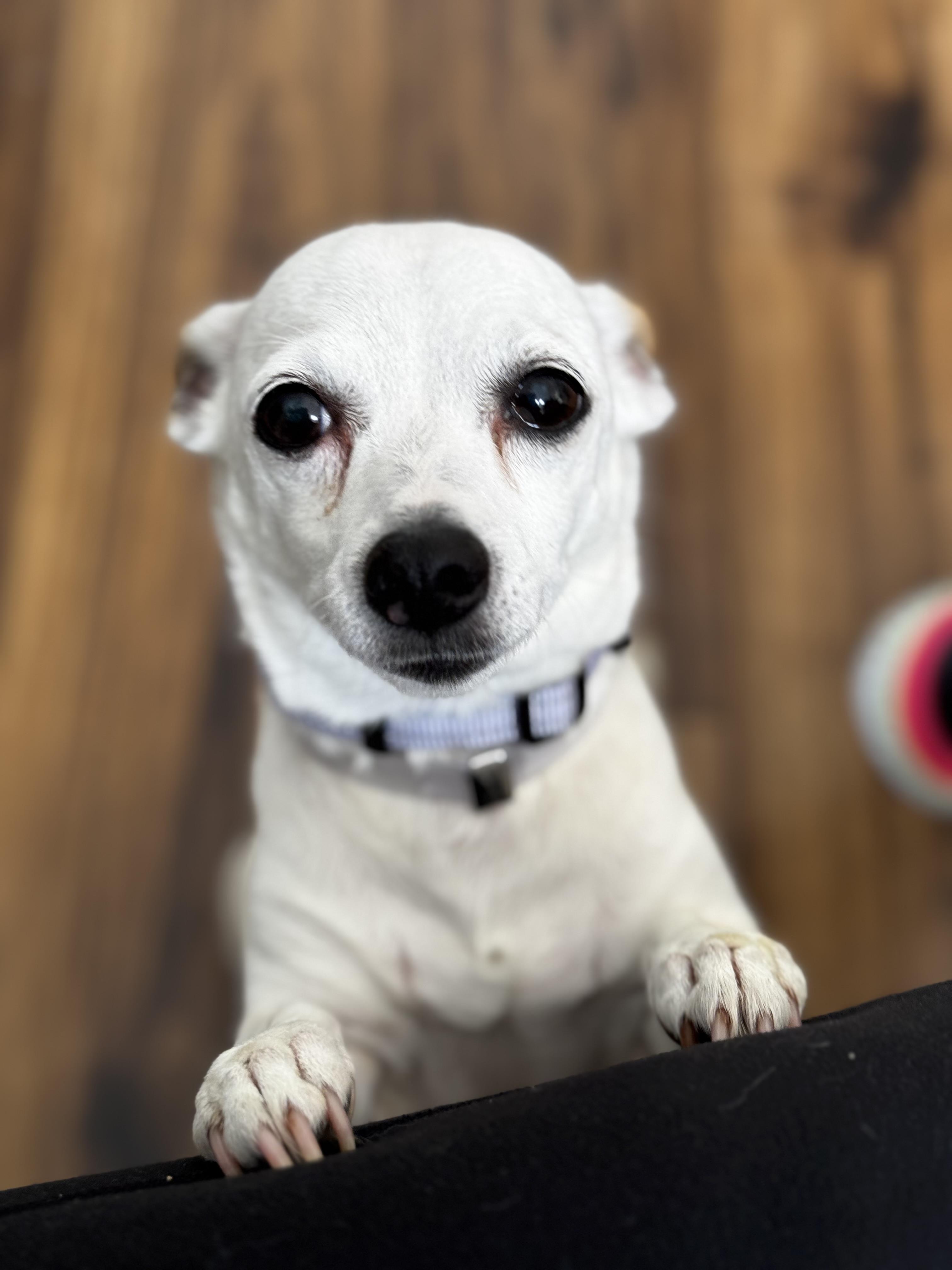 Tahitian Twilight thumbnail 6