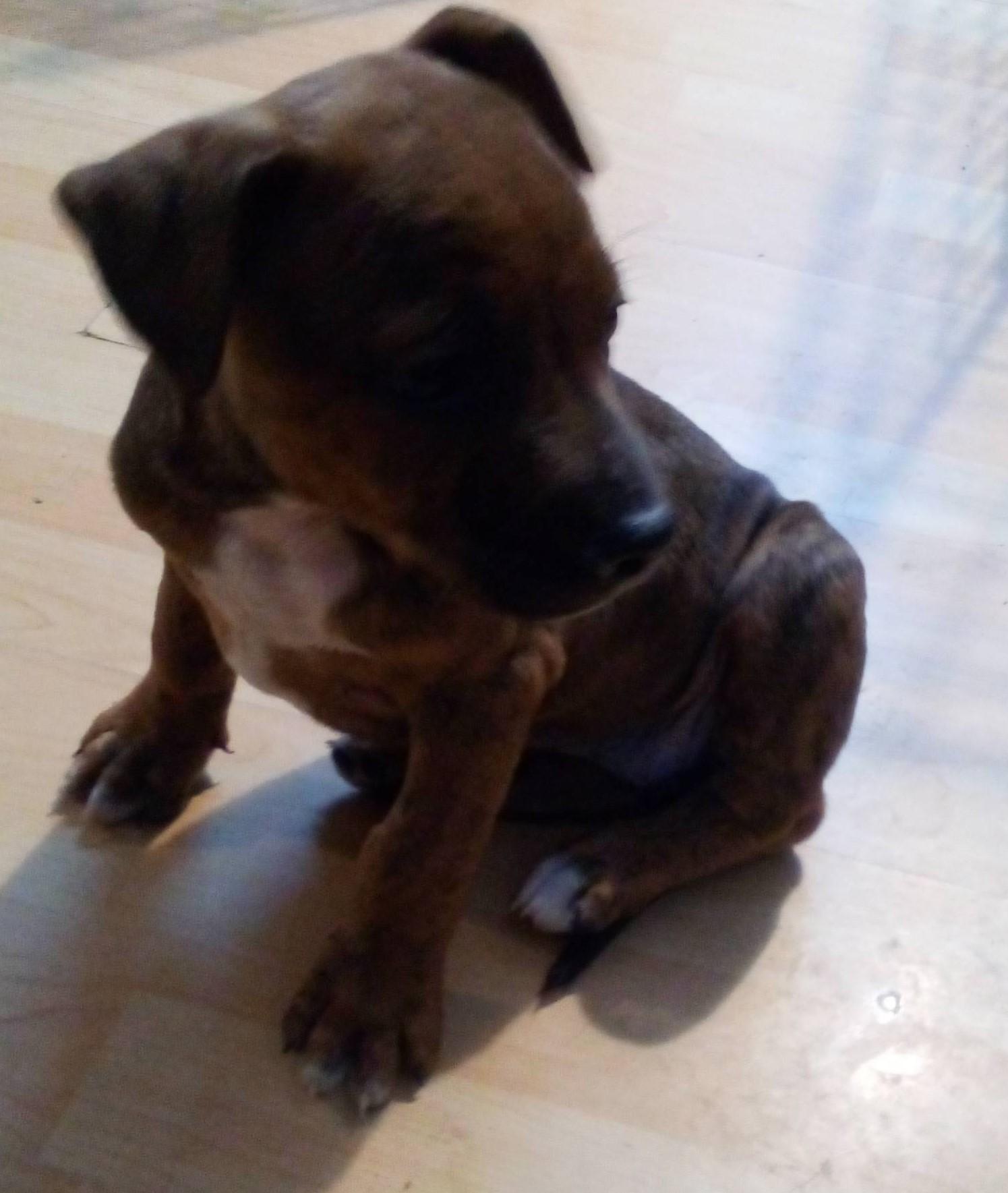 Enlarge Annie Sue, a ADOPTABLE mixed breed in South Royalton, VT image 2/3