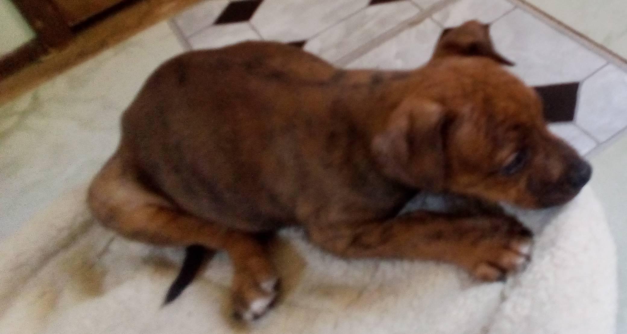 Annie Sue, ADOPTABLE, Puppy Female Pit Bull Terrier & Hound.