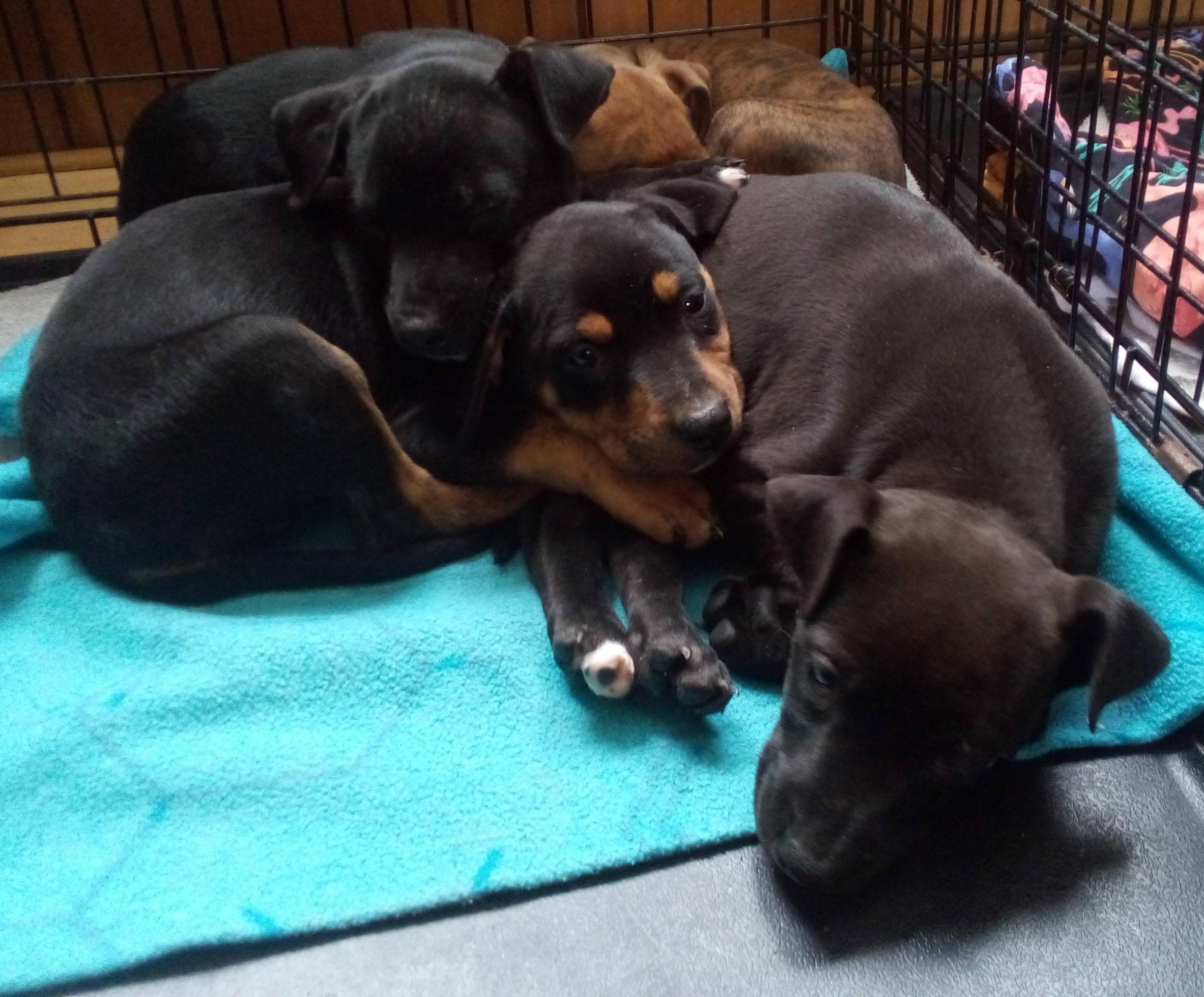 Enlarge Annie Sue, a ADOPTABLE mixed breed in South Royalton, VT image 3/3