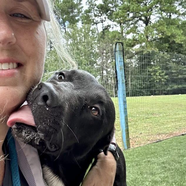 Bear, Adoptable, Adult Male Labrador Retriever.