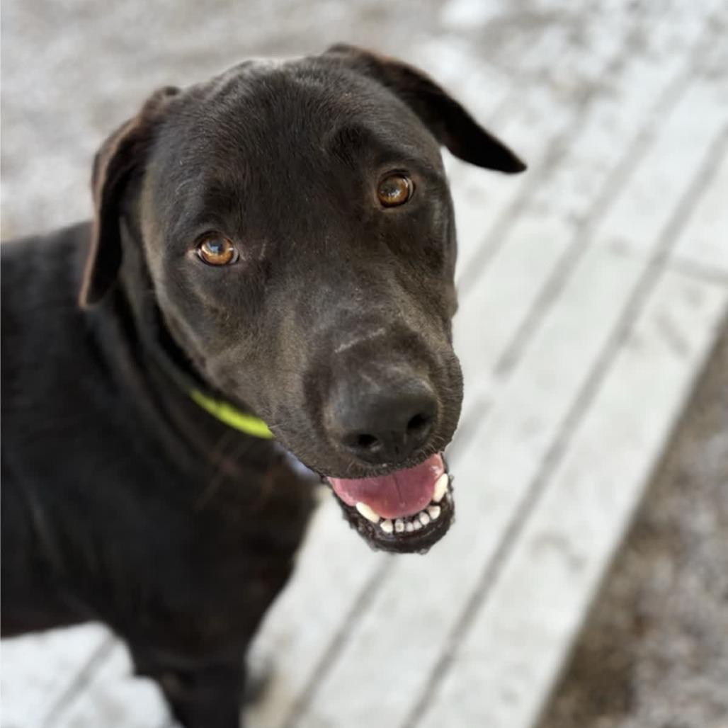 Bear, a Adoptable mixed breed in Newport, NC image 1/6