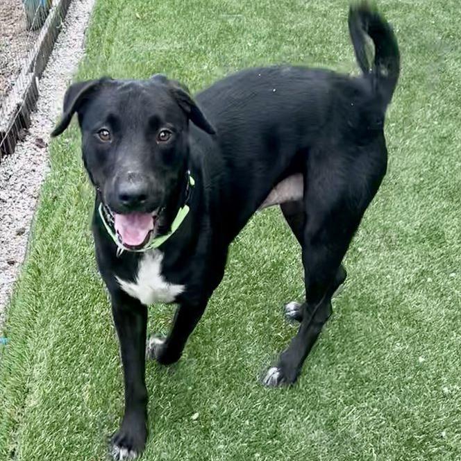 Bear, a Adoptable mixed breed in Newport, NC image 2/6