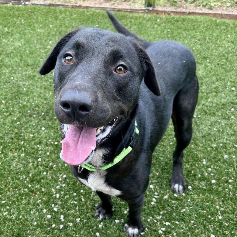 Bear, a Adoptable mixed breed in Newport, NC image 4/6