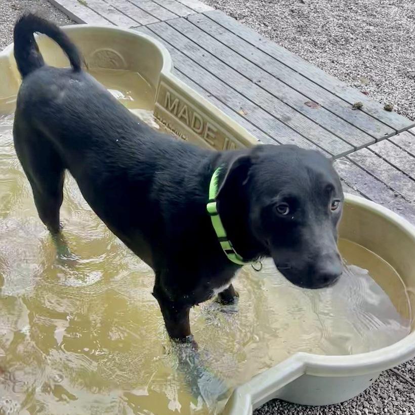 Bear, a Adoptable mixed breed in Newport, NC image 6/6