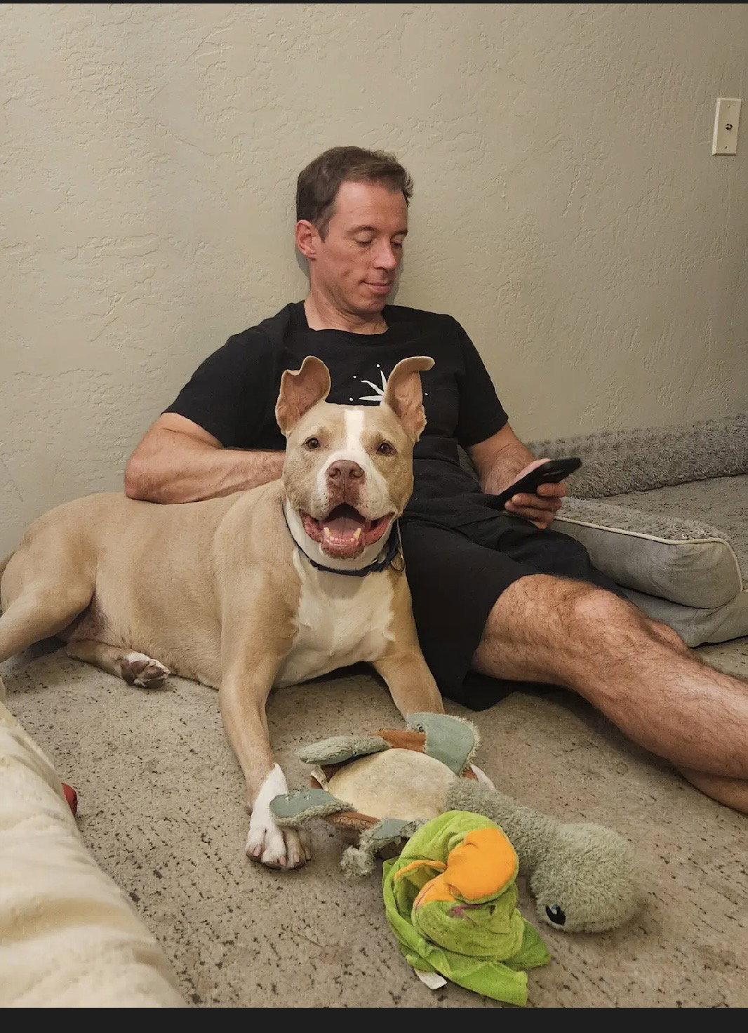 Enlarge Canelo - *Courtesy Listing*, a Adoptable American Staffordshire Terrier in San Diego, CA image 1/3