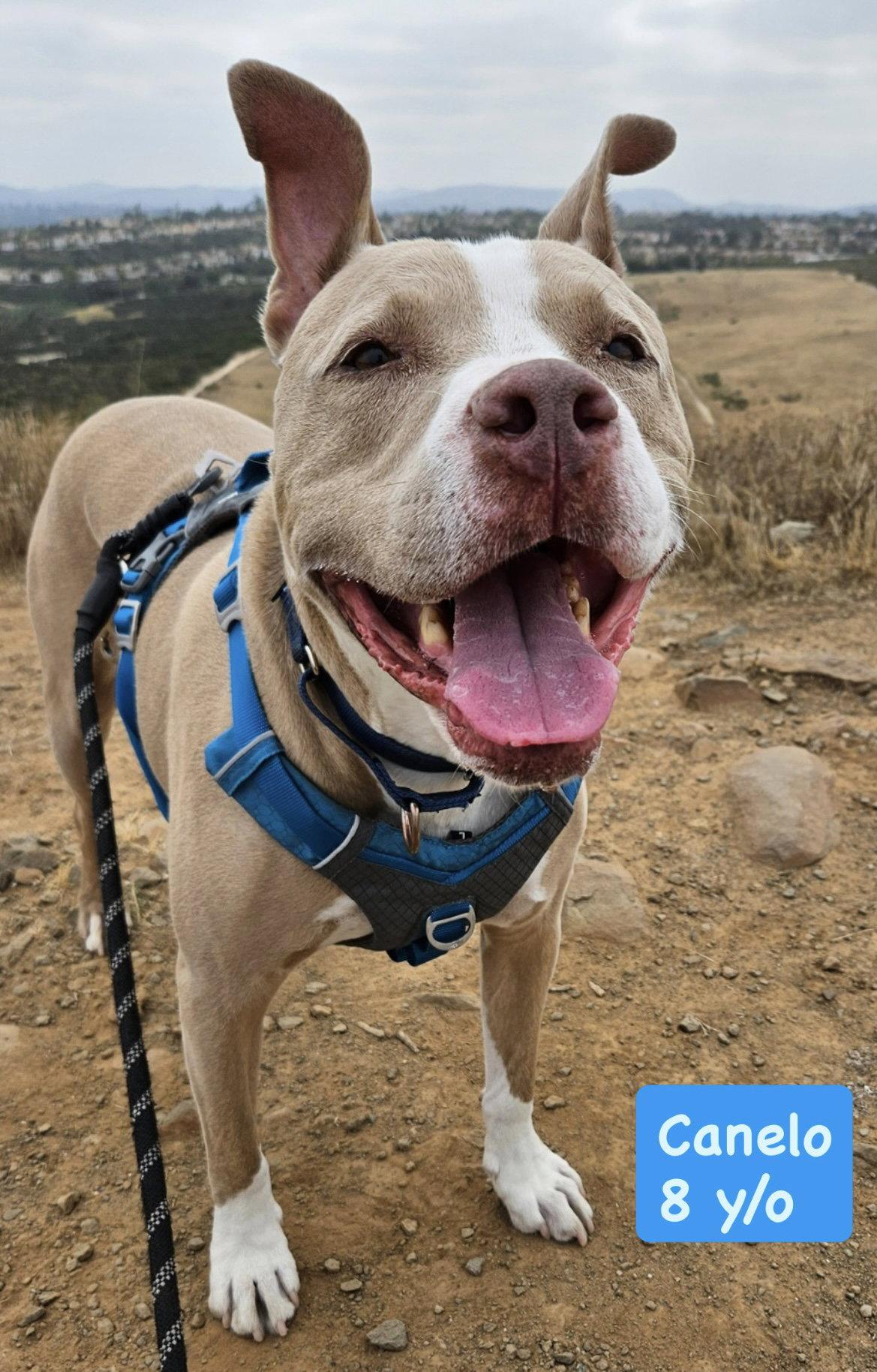 Enlarge Canelo - *Courtesy Listing*, a Adoptable American Staffordshire Terrier in San Diego, CA image 2/3