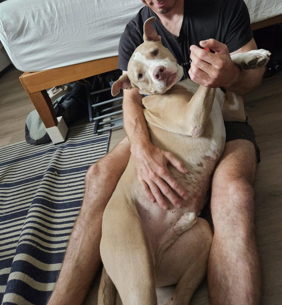Enlarge Canelo - *Courtesy Listing*, a Adoptable American Staffordshire Terrier in San Diego, CA image 3/3