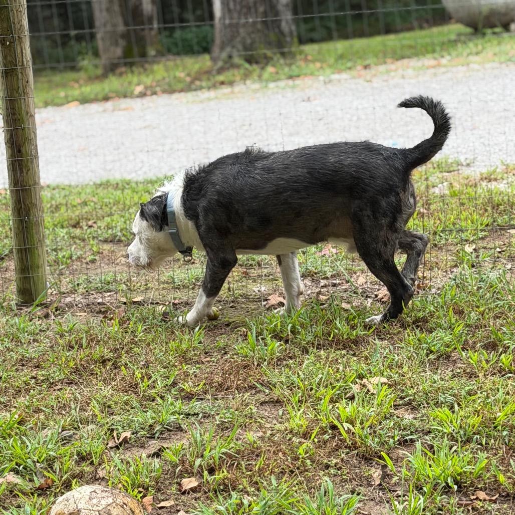 Thor, Adoptable, Young Male Husky.
