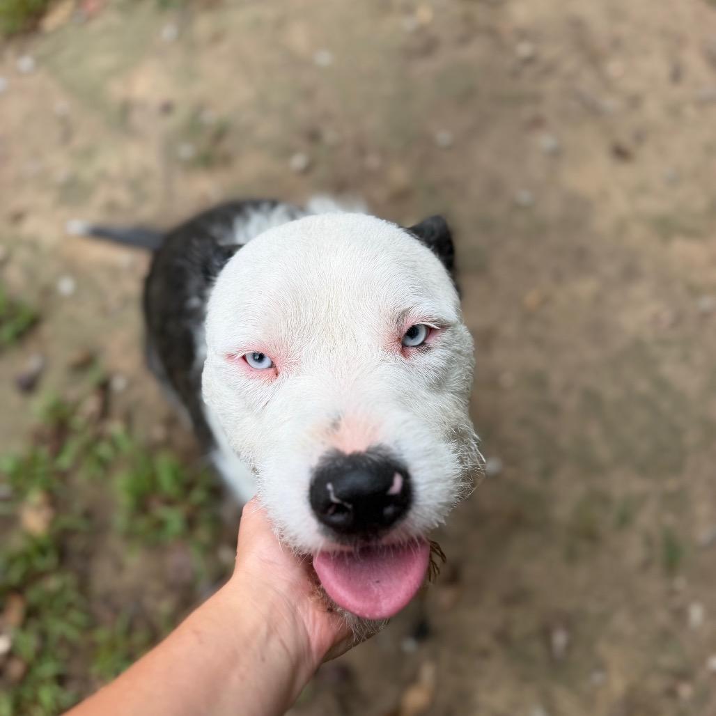 Enlarge Thor, a Adoptable Husky in Princeton, KY image 2/2