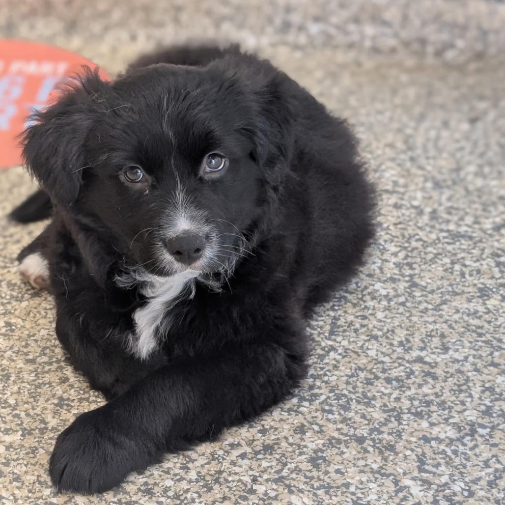 Enlarge Brenda, a Adoptable Mixed Breed in Durham, NC image 1/5