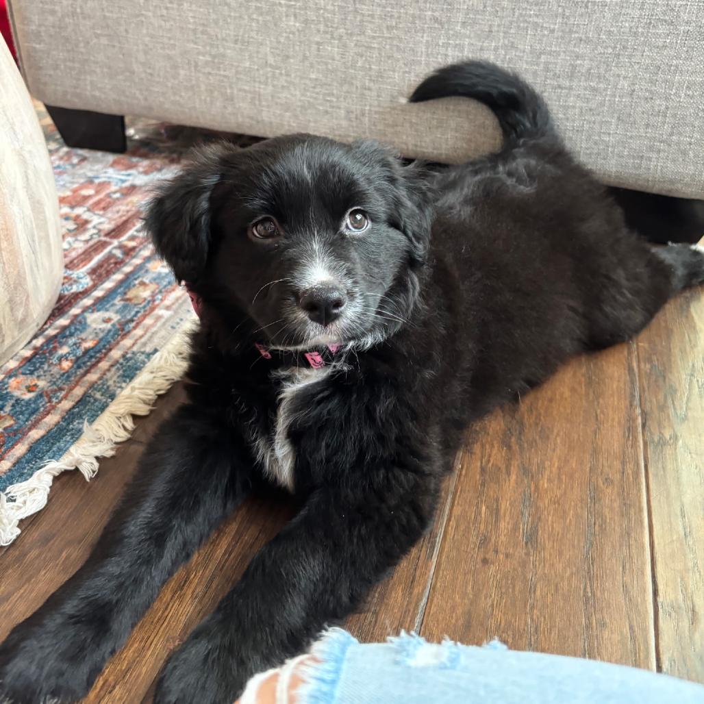 Enlarge Brenda, a Adoptable Mixed Breed in Durham, NC image 2/5