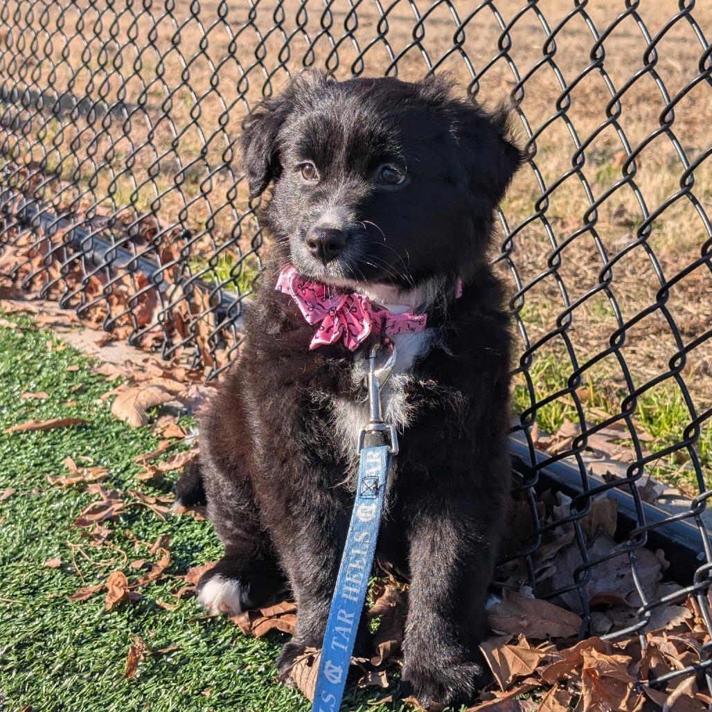 Enlarge Brenda, a Adoptable Mixed Breed in Durham, NC image 3/5