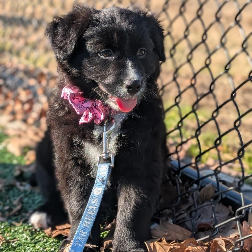 Enlarge Brenda, a Adoptable Mixed Breed in Durham, NC image 4/5