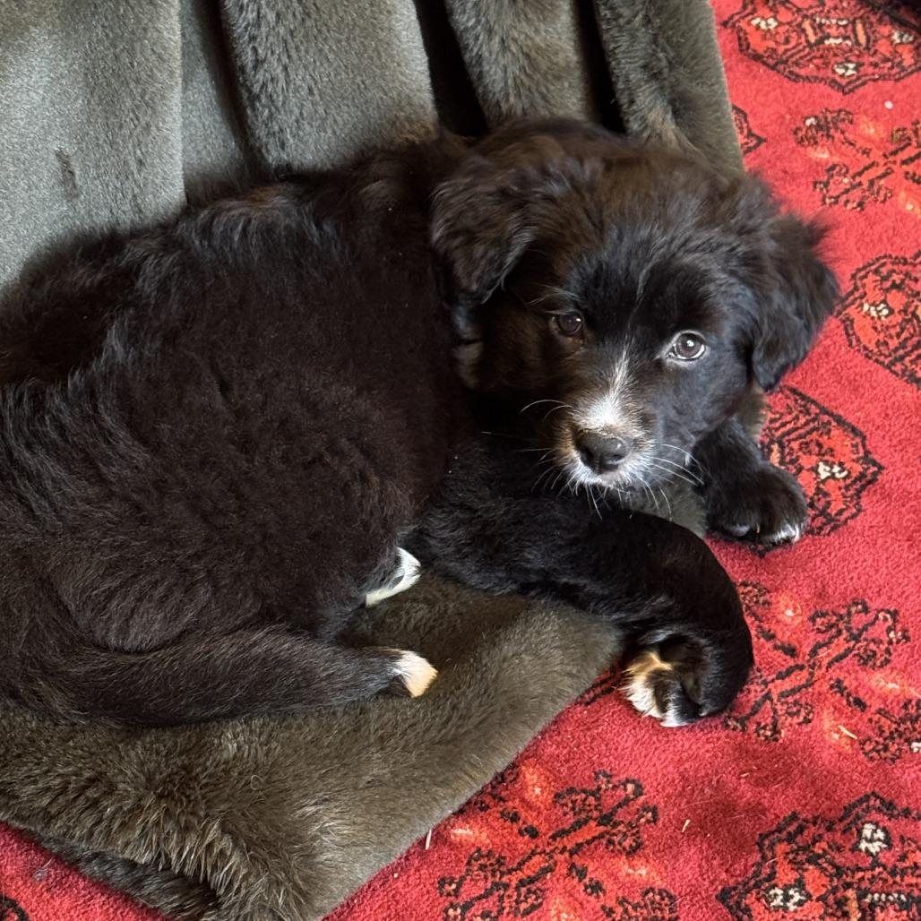 Enlarge Brenda, a Adoptable Mixed Breed in Durham, NC image 5/5