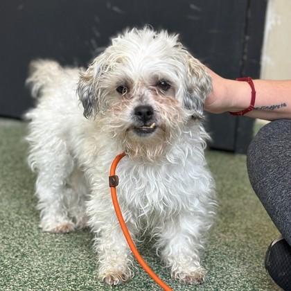 Vincent, Adoptable, Adult Male Shih Tzu & Mixed Breed.