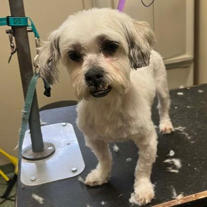 Enlarge Vincent, a Adoptable mixed breed in Elk Grove Village, IL image 2/3