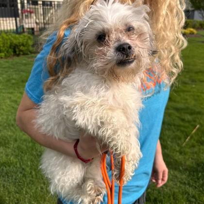 Enlarge Vincent, a Adoptable mixed breed in Elk Grove Village, IL image 3/3
