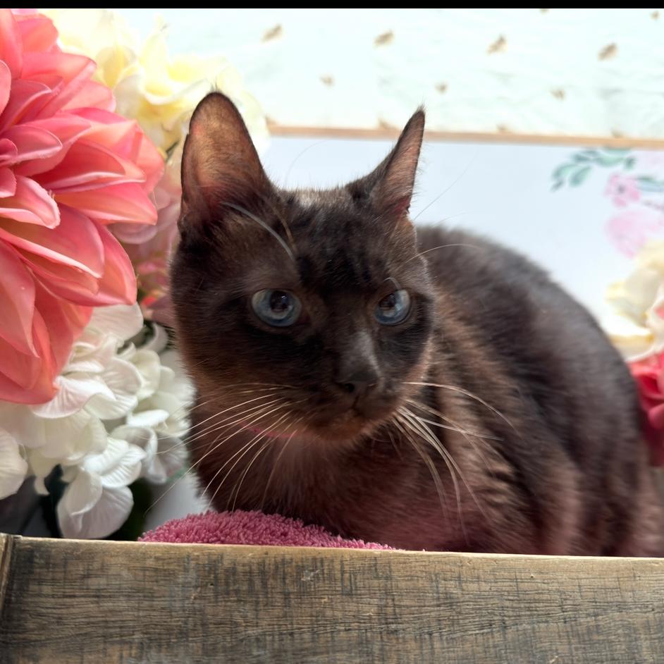 Enlarge Bitty, a Adoptable Domestic Short Hair in Newberg, OR image 1/2