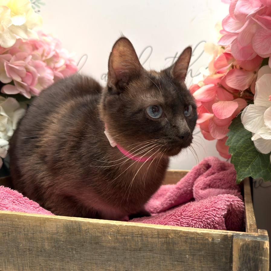 Enlarge Bitty, a Adoptable Domestic Short Hair in Newberg, OR image 2/2