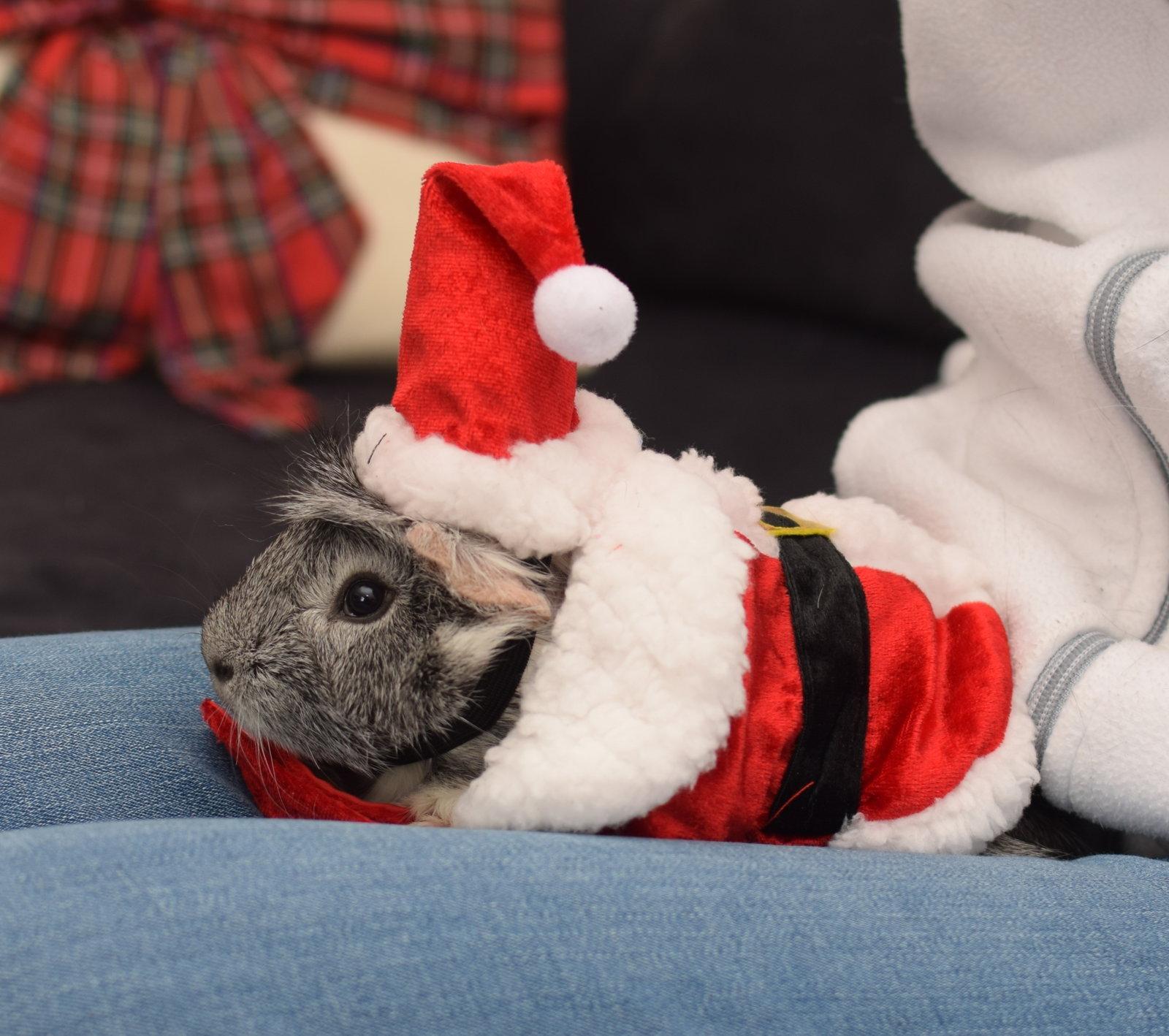 Lucius & Commodus, Adopted, Adult Male Guinea Pig.