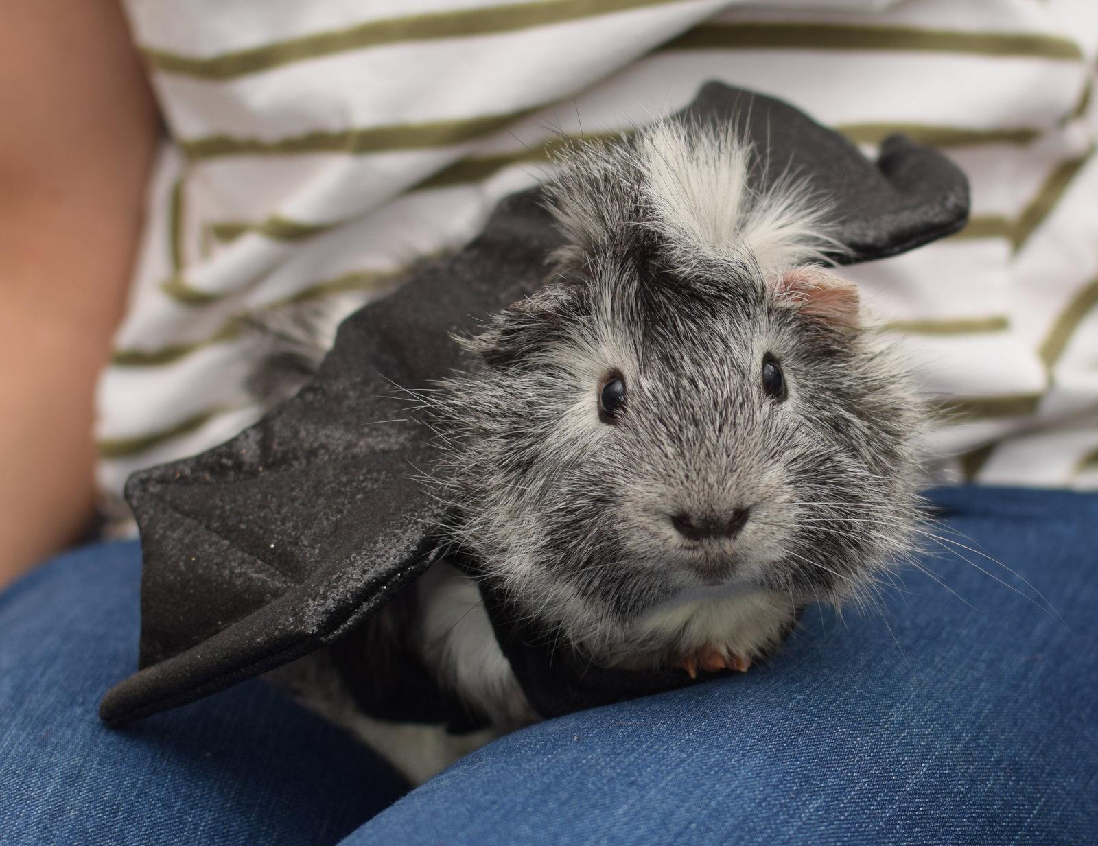 Enlarge Lucius & Commodus, a Adopted Guinea Pig in Hockessin, DE image 2/3