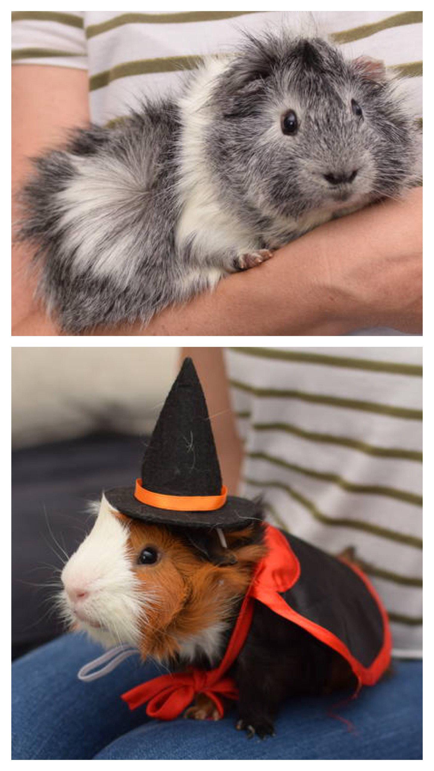 Enlarge Lucius & Commodus, a Adopted Guinea Pig in Hockessin, DE image 3/3