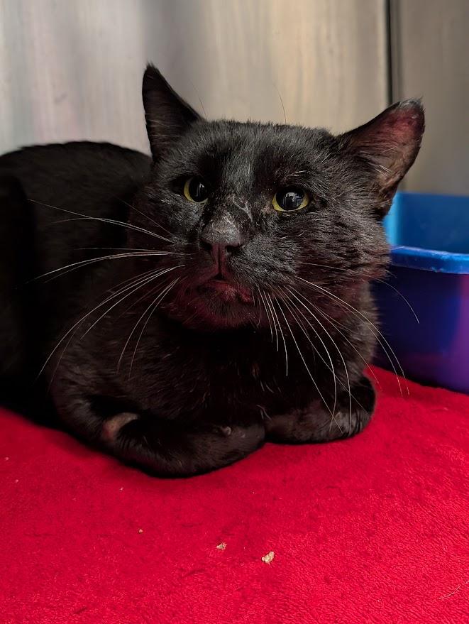 Gulliver, Adoptable, Adult Male Domestic Short Hair.