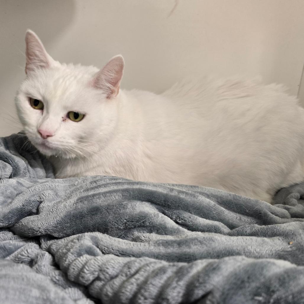 Enlarge Pria, a Adoptable mixed breed in Jasper, IN image 1/3