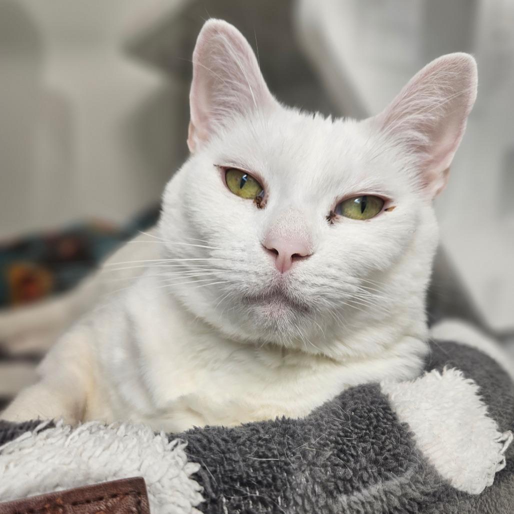 Enlarge Pria, a Adoptable mixed breed in Jasper, IN image 2/4