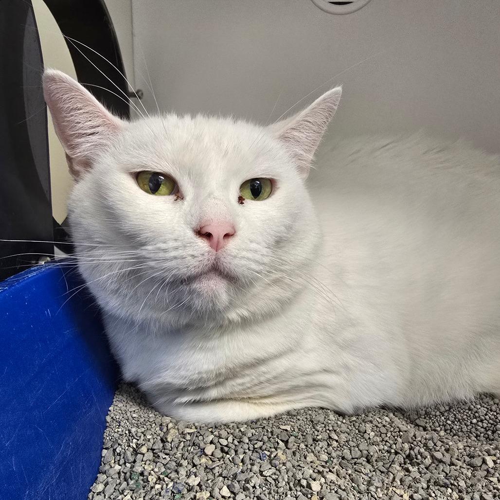 Enlarge Pria, a Adoptable mixed breed in Jasper, IN image 2/3