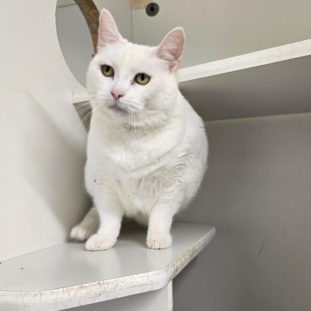 Enlarge Pria, a Adoptable mixed breed in Jasper, IN image 3/3