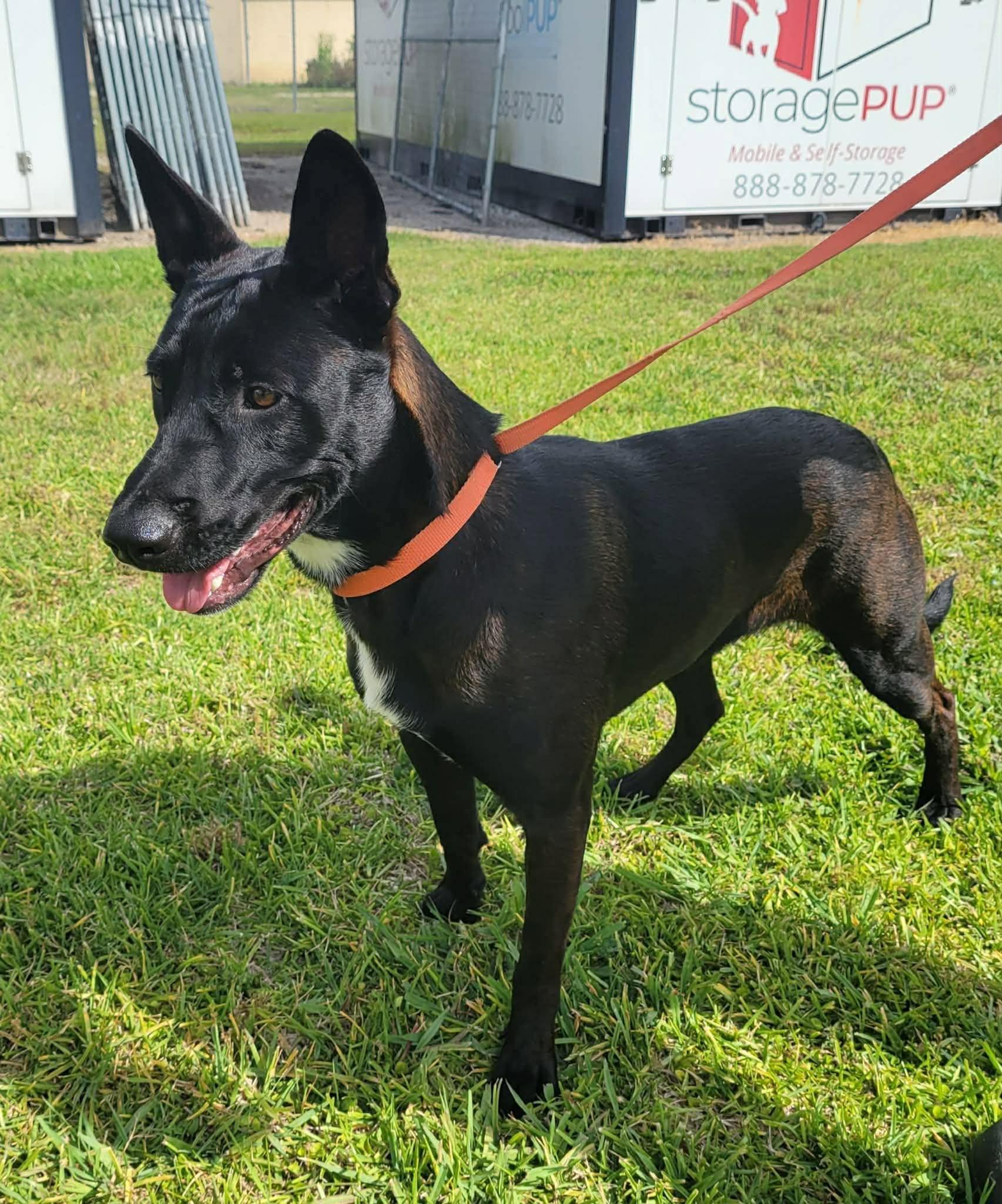 Enlarge Emily, a ADOPTABLE Belgian Shepherd / Malinois in LaPlace, LA image 3/3