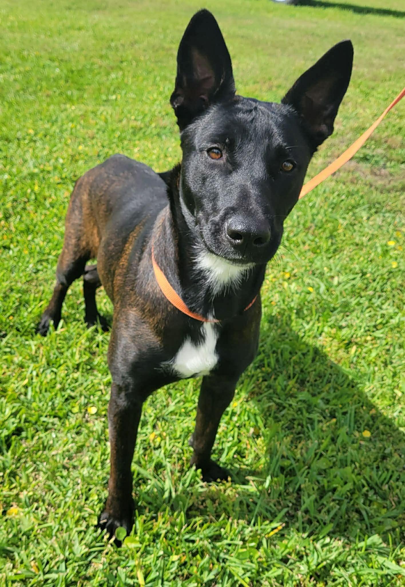 Emily, ADOPTABLE, Young Female Belgian Shepherd / Malinois.