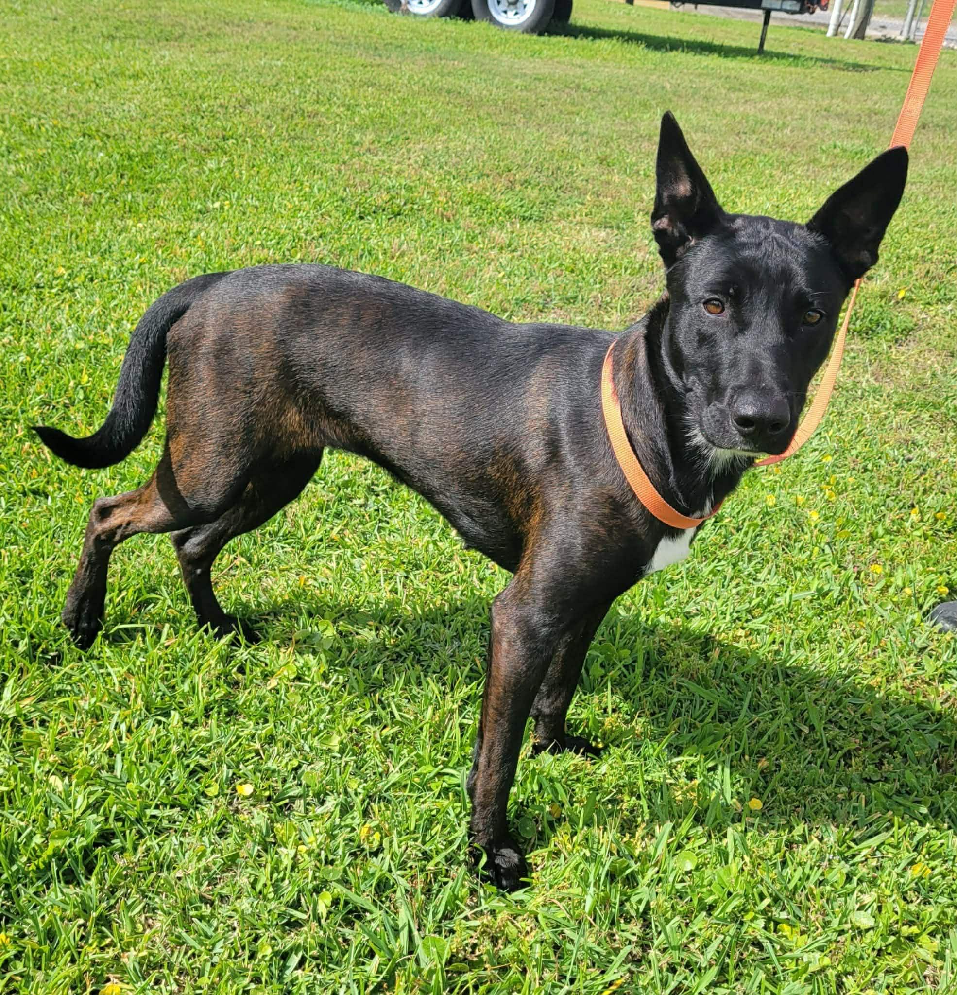 Enlarge Emily, a ADOPTABLE Belgian Shepherd / Malinois in LaPlace, LA image 2/3