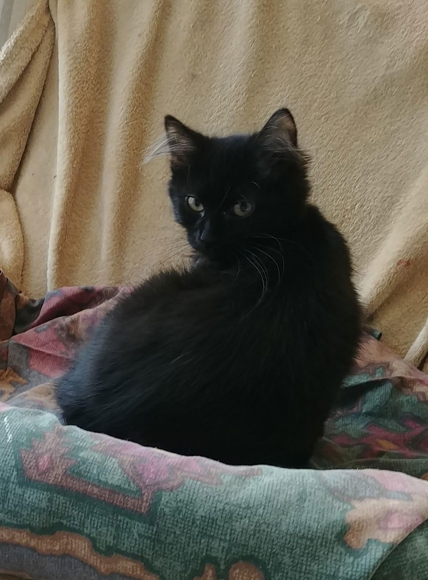 Enlarge Elliott, a Adopted Domestic Short Hair in Crossville, TN image 1/3