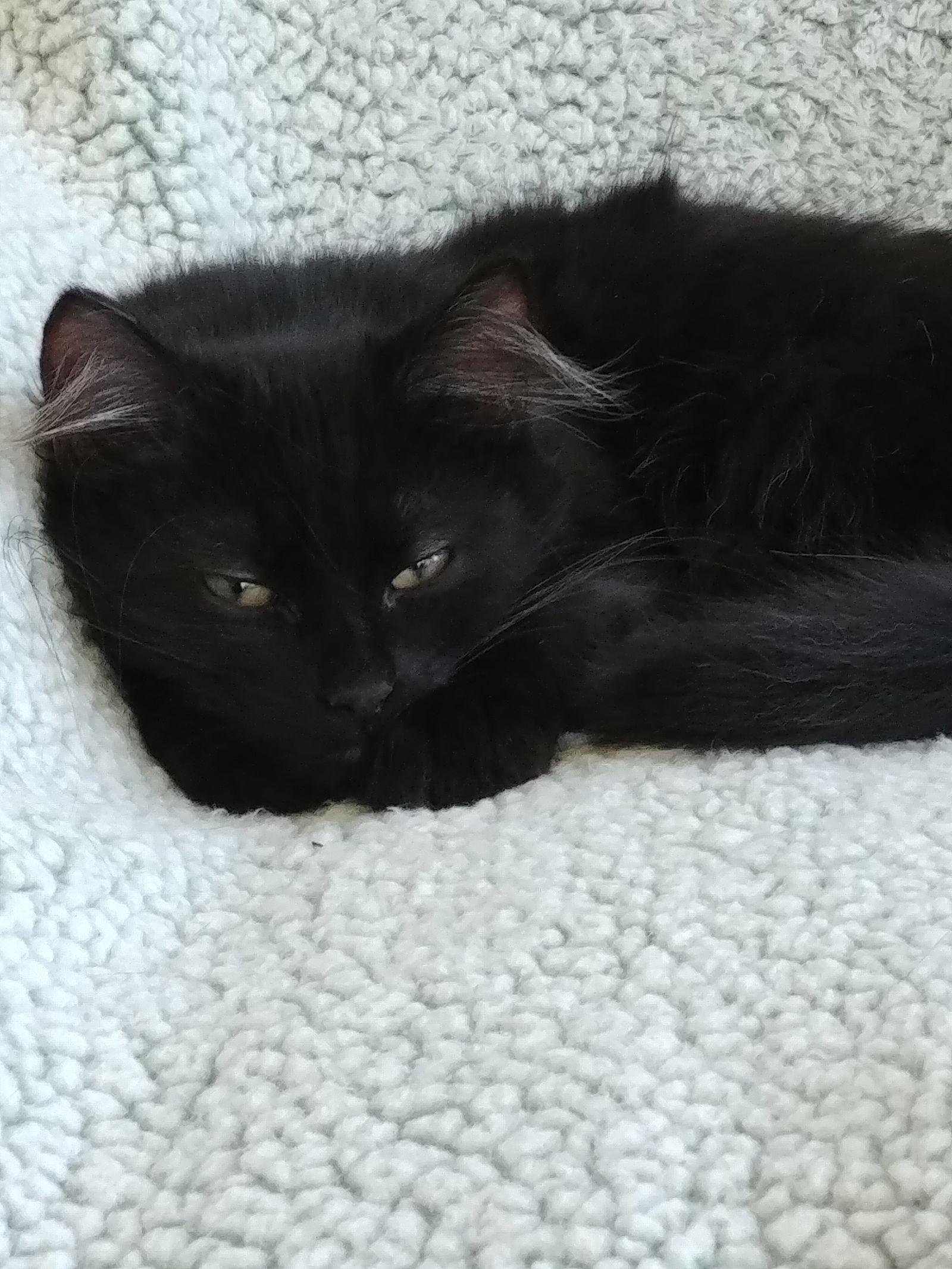 Enlarge Elliott, a Adopted Domestic Short Hair in Crossville, TN image 2/3