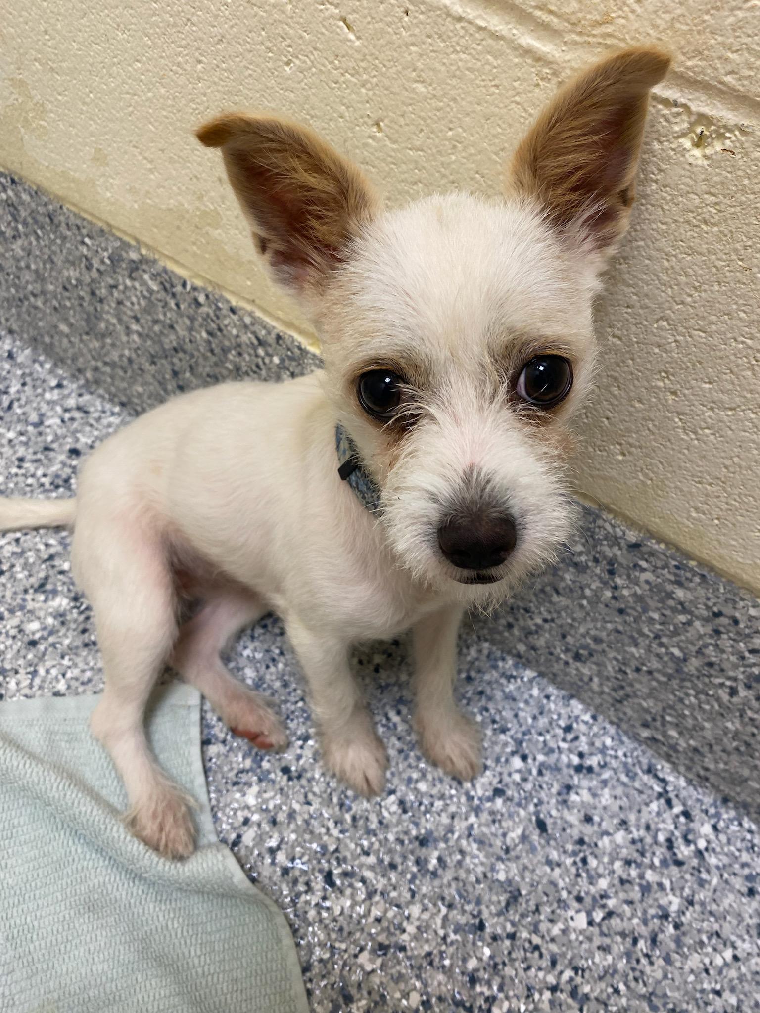 Linda, Adopted, Young Female Terrier.