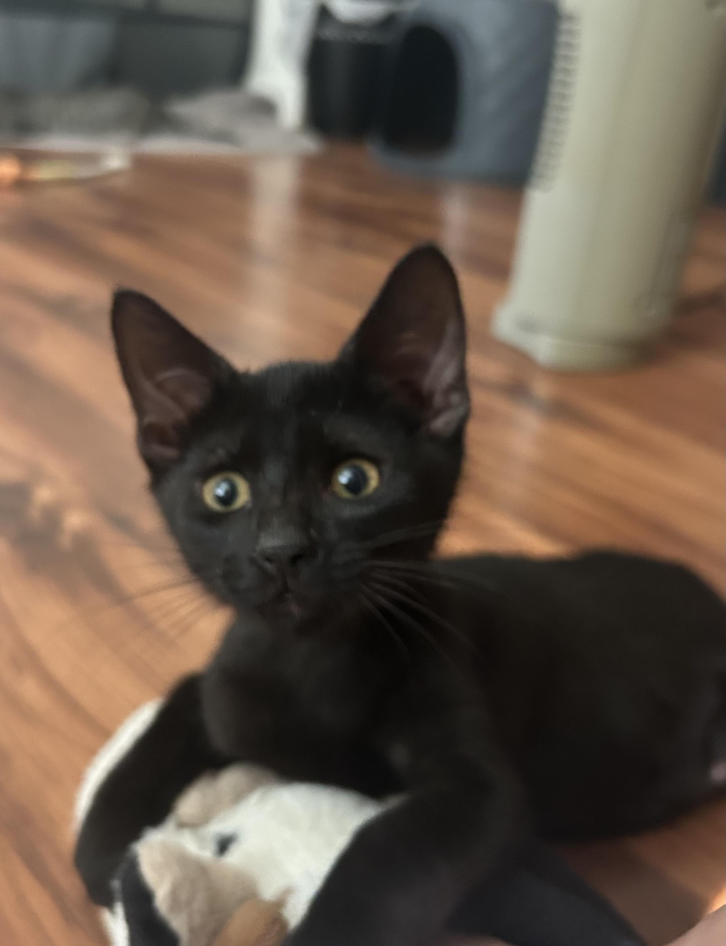 Guda, an adopted Domestic Short Hair in Davis, CA image 1/6
