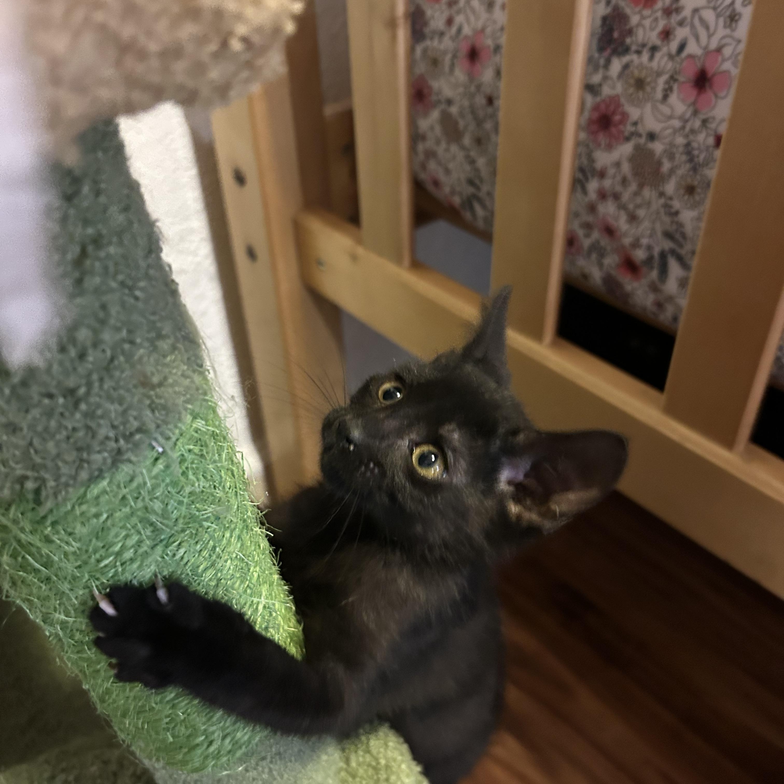 Guda, an adopted Domestic Short Hair in Davis, CA image 3/6