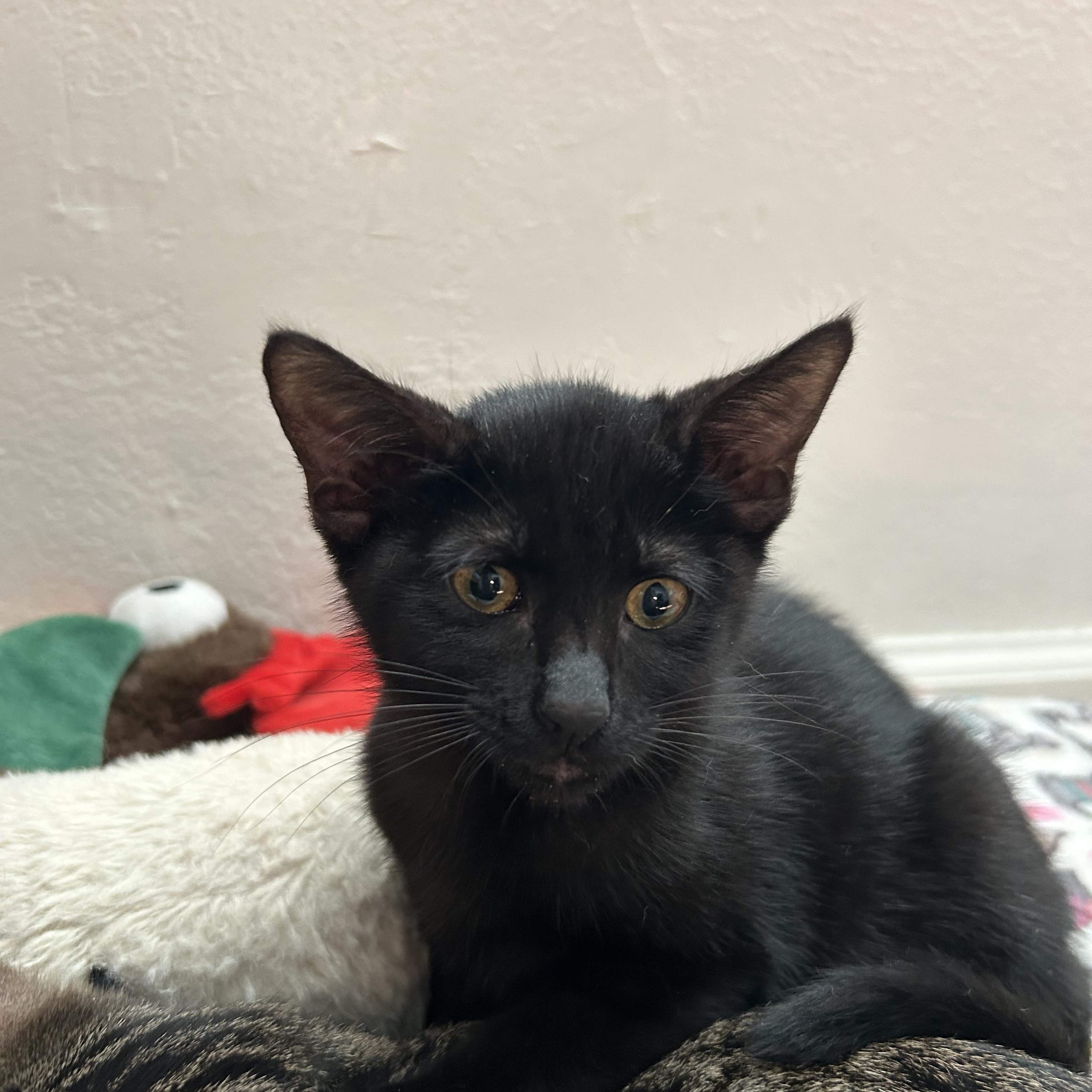 Guda, an adopted Domestic Short Hair in Davis, CA image 6/6