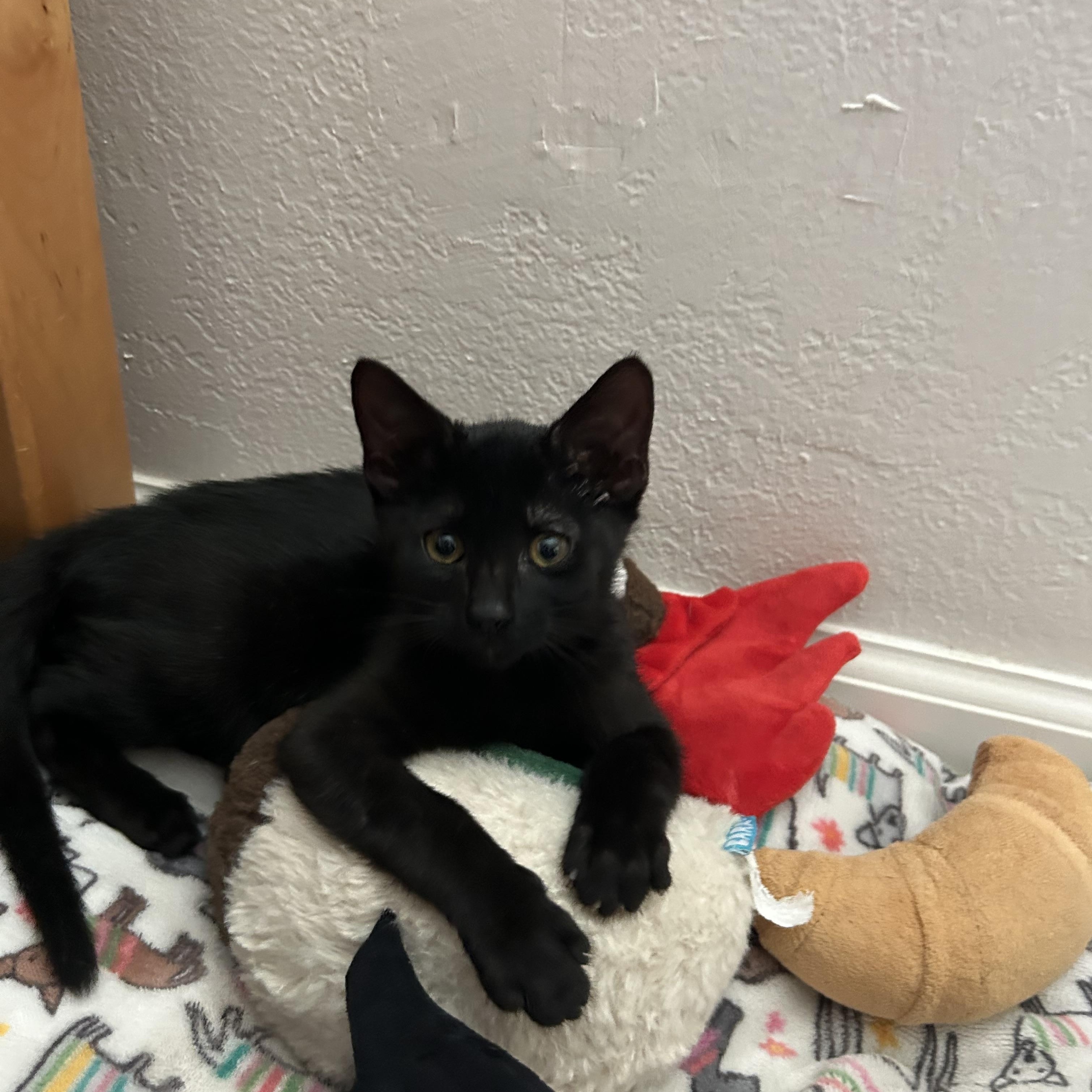 Guda, an adopted Domestic Short Hair in Davis, CA image 2/6
