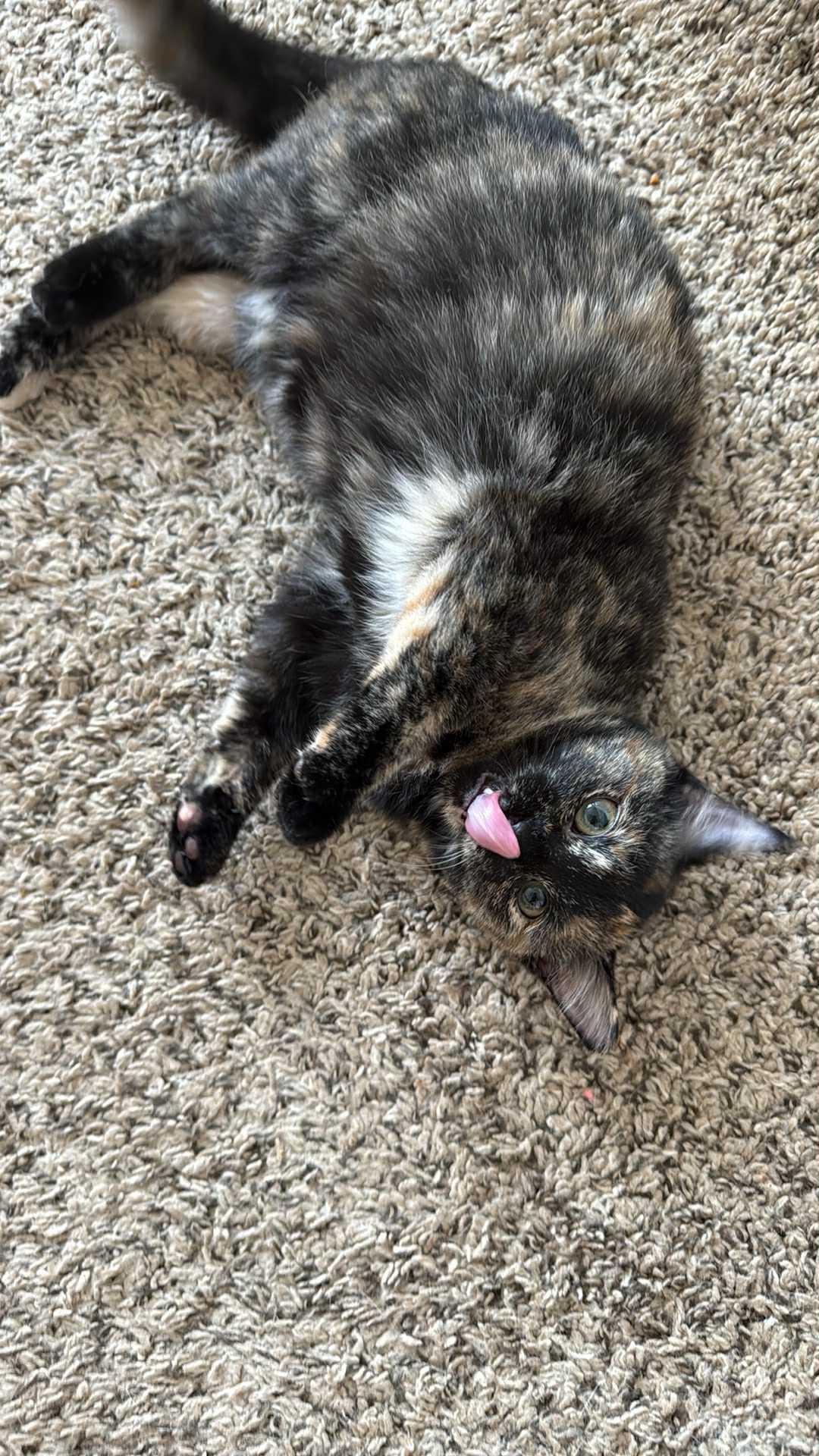 Baby Trixie, Adoptable, Young Female Domestic Short Hair & Tortoiseshell.