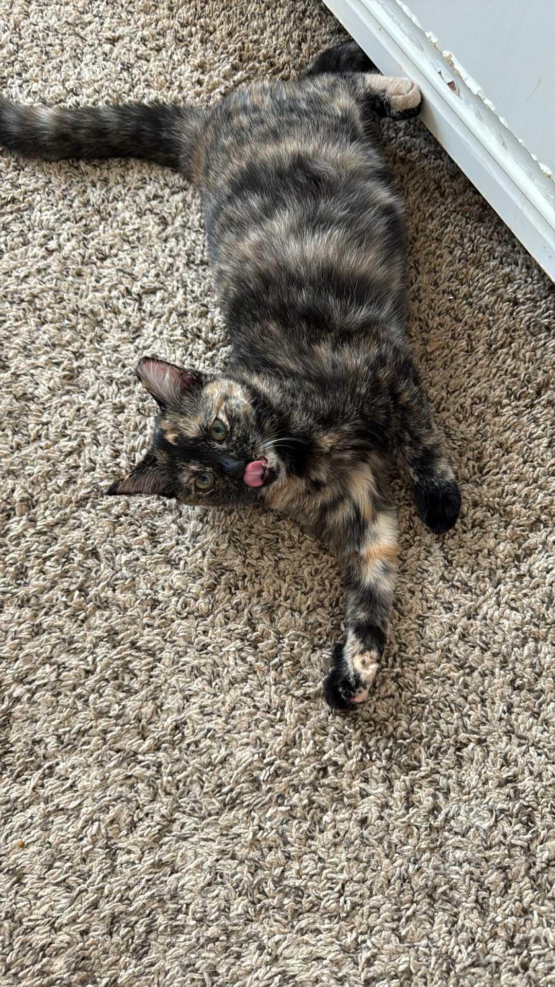 Baby Trixie, Adoptable, Young Female Domestic Short Hair & Tortoiseshell.