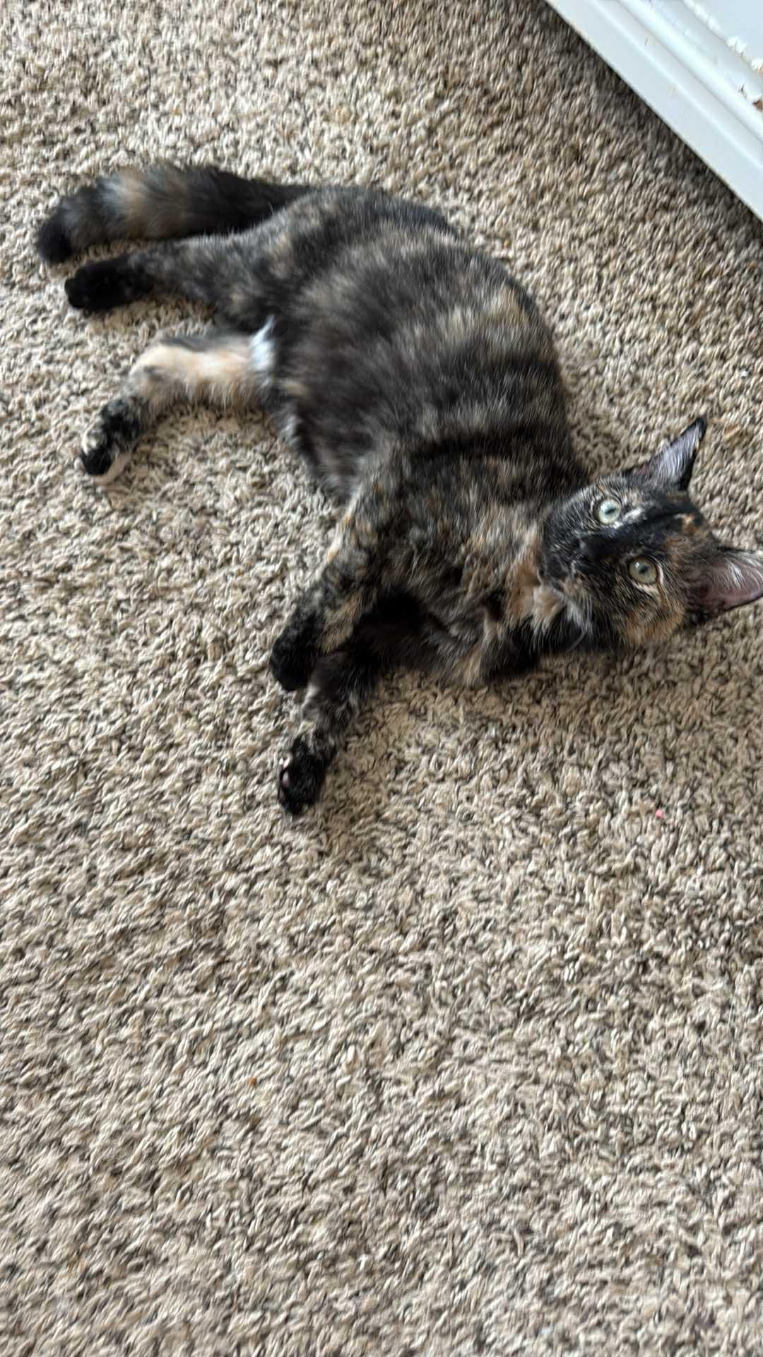 Baby Trixie, a Adoptable mixed breed in Charlotte, NC image 4/6