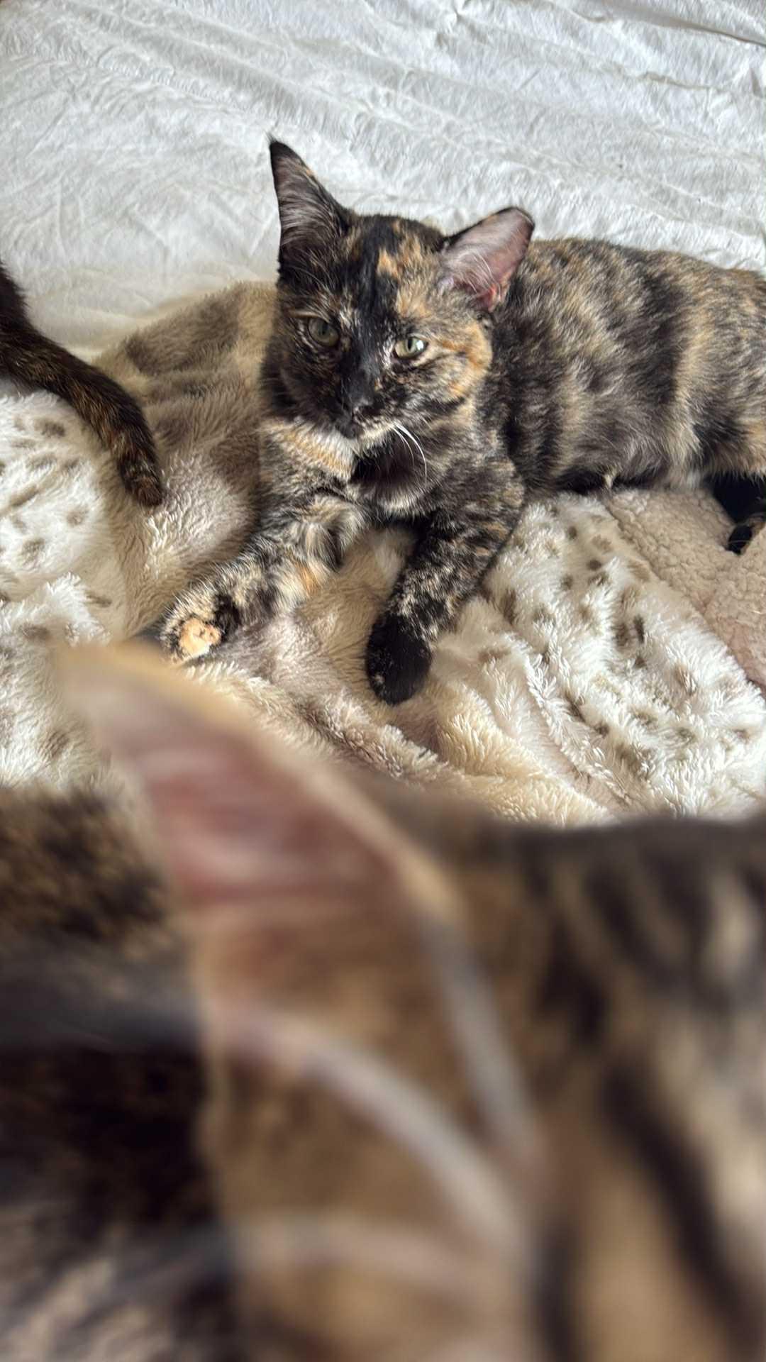 Baby Trixie, a Adoptable mixed breed in Charlotte, NC image 5/6