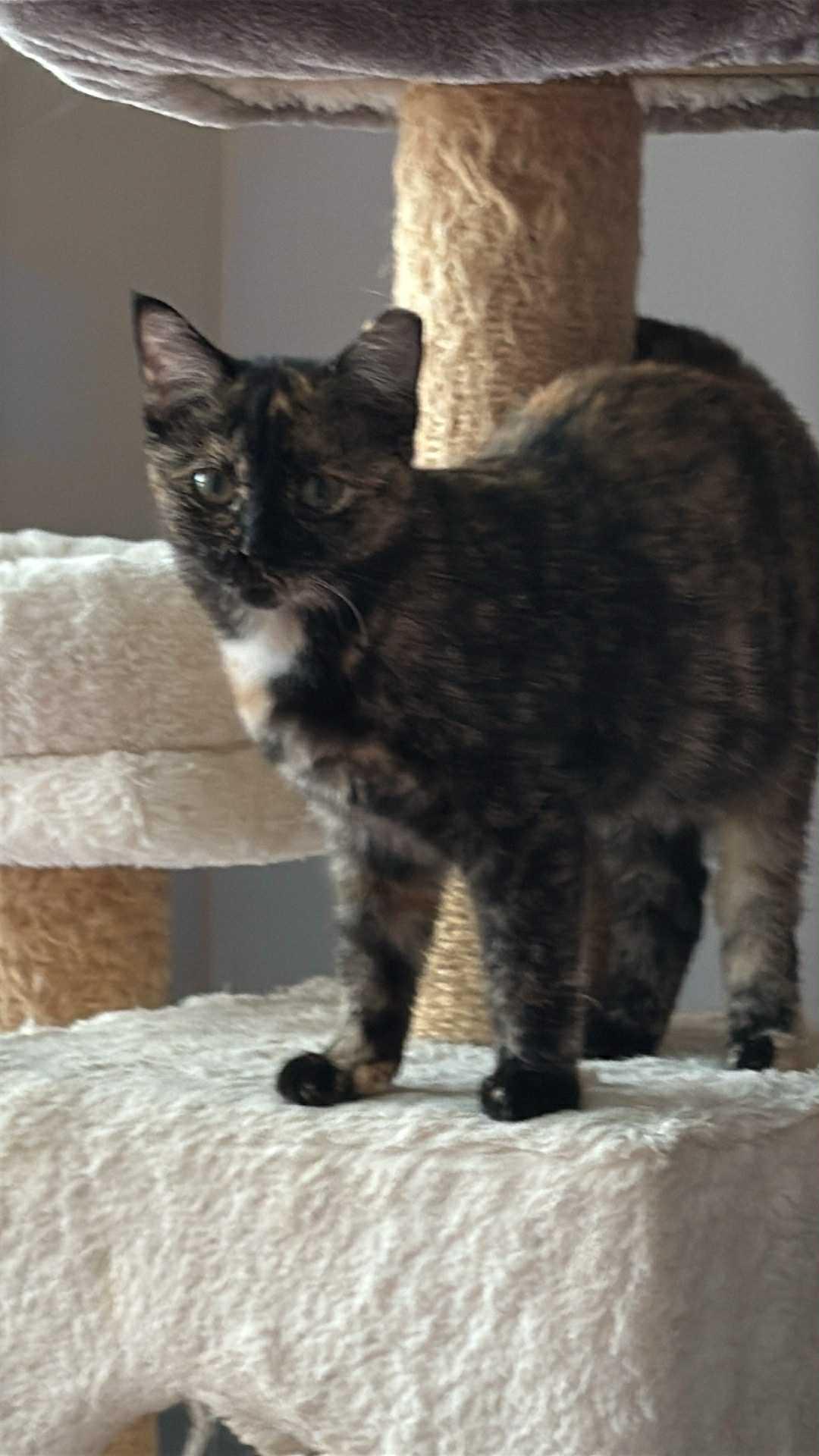 Baby Trixie, a Adoptable mixed breed in Charlotte, NC image 6/6